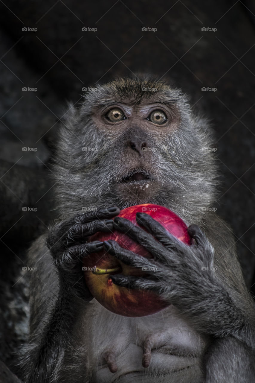The macaque monkey catches the apple
