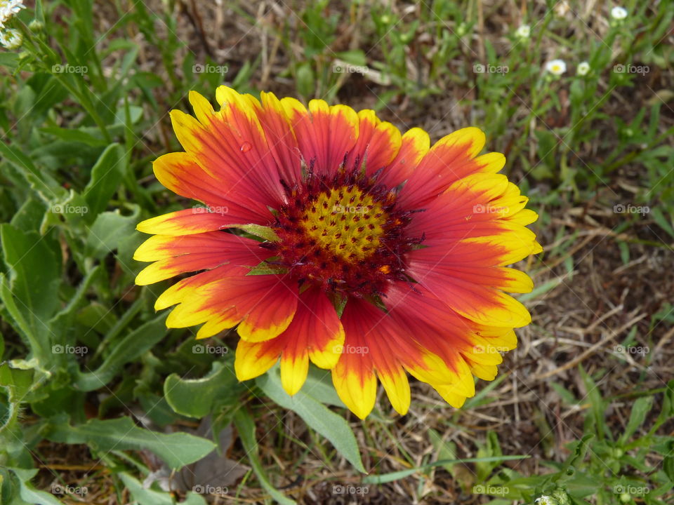 Nature's Vibrant Colors