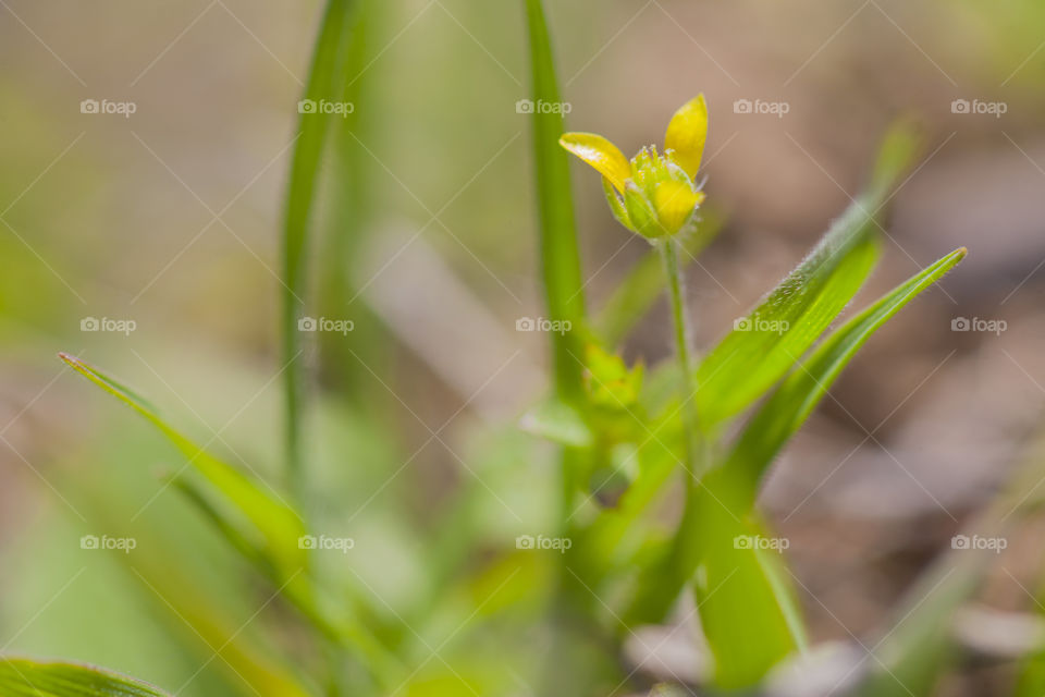yellow spring flower 