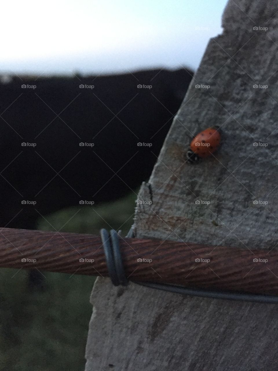 Ladybird at the ranch 