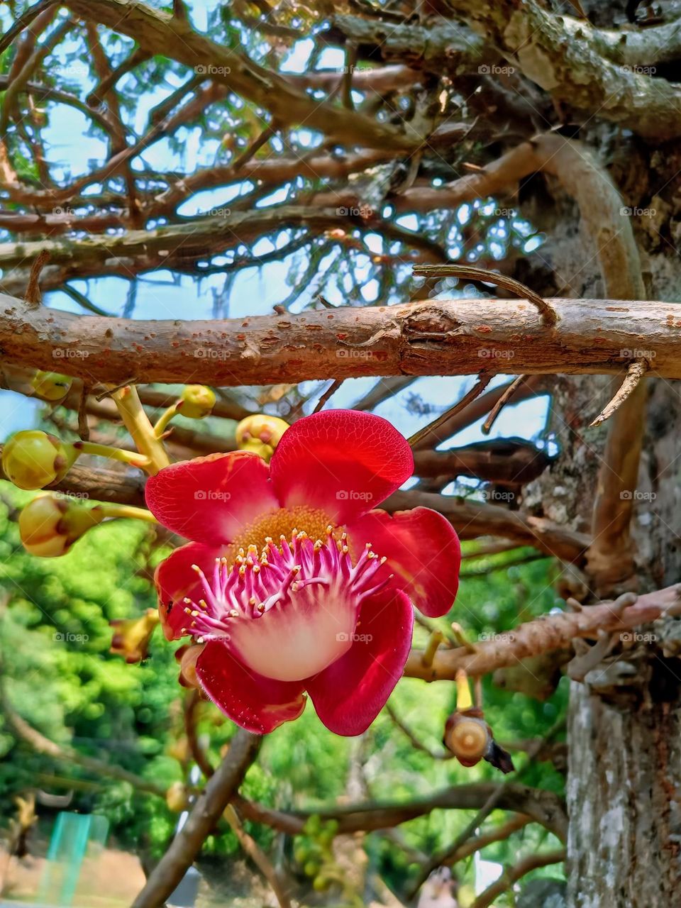 Cannonball tree flowers (Couroupia Guianensis).