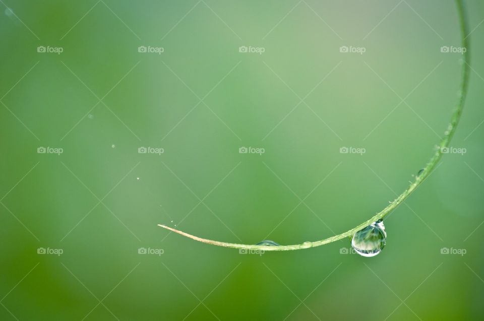 Close-up of dew drop on twig