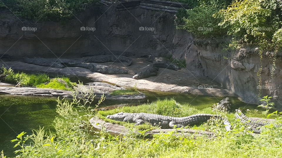 Nile Crocodile sun themselves near the water at Animal Kingdom at the Walt Disney World Resort in Orlando, Florida.