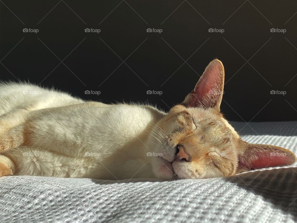 Sleeping cat 