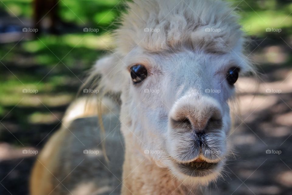 Portrait of white alpaca