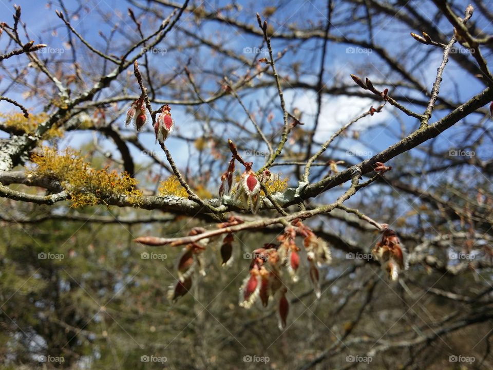 Winged Elm Tree