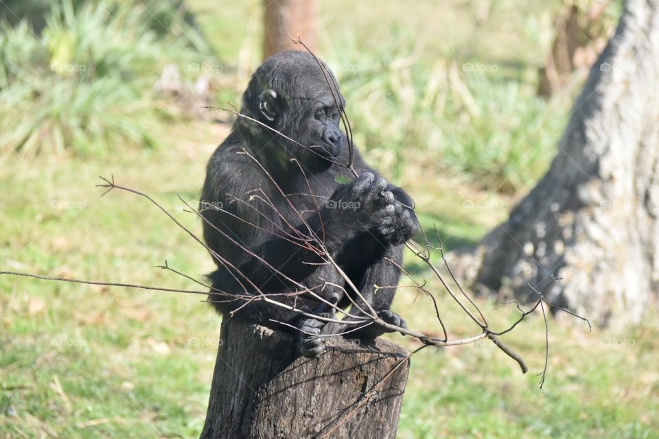 Baby Gorilla 