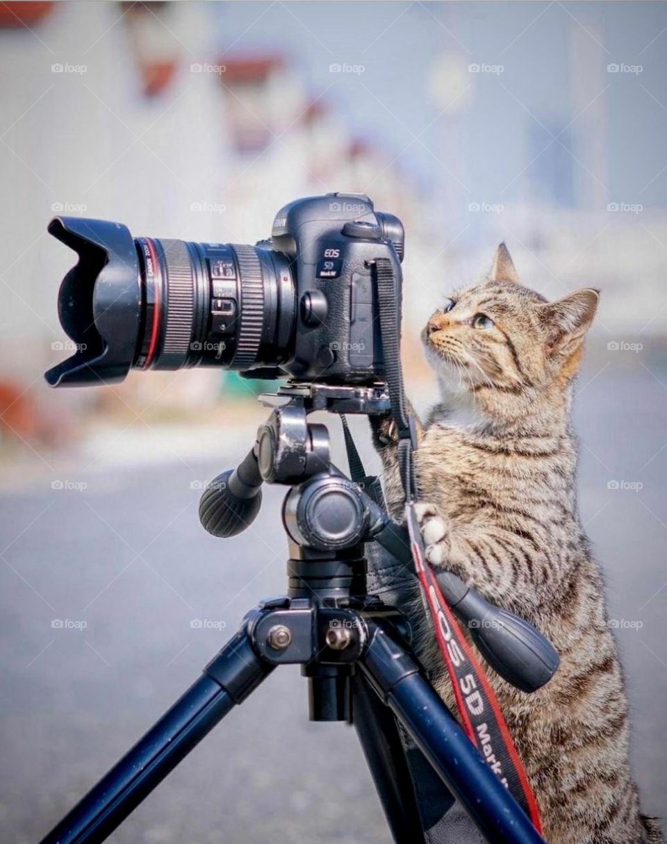 Katze und Kamera