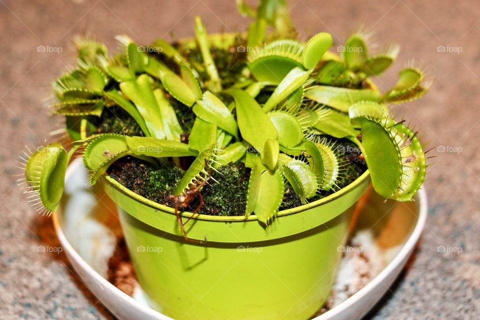 Close up of Venus flytrap (Dionaea muscipula) - carnivorous plant