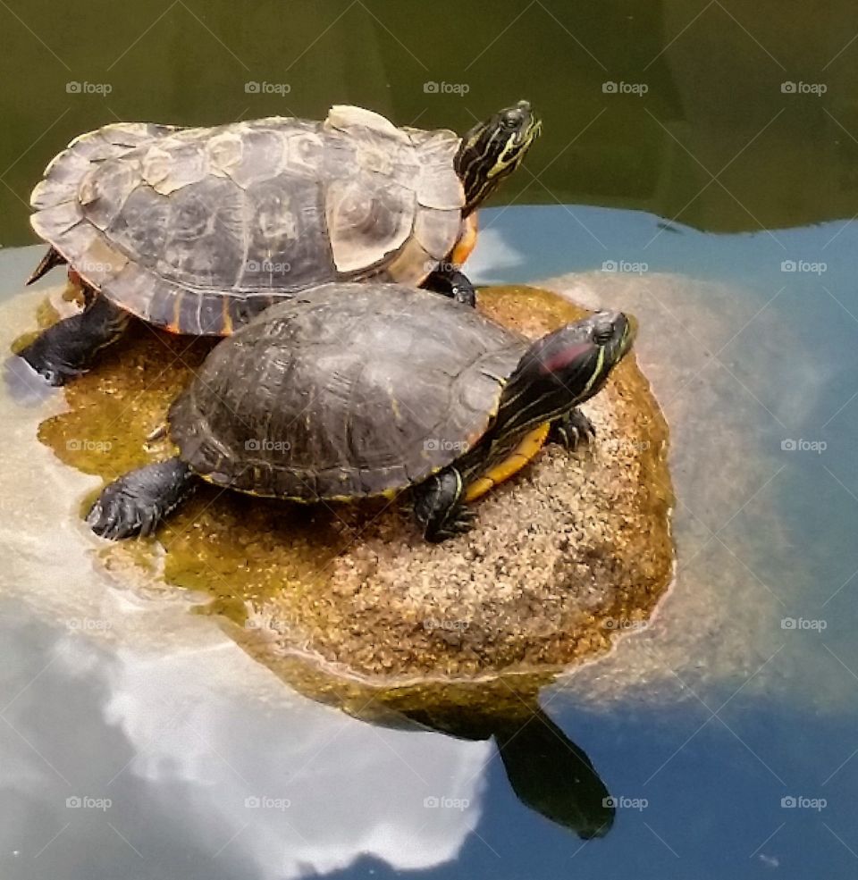 Turtles