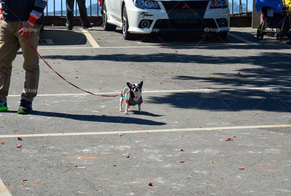 Dog on leash 