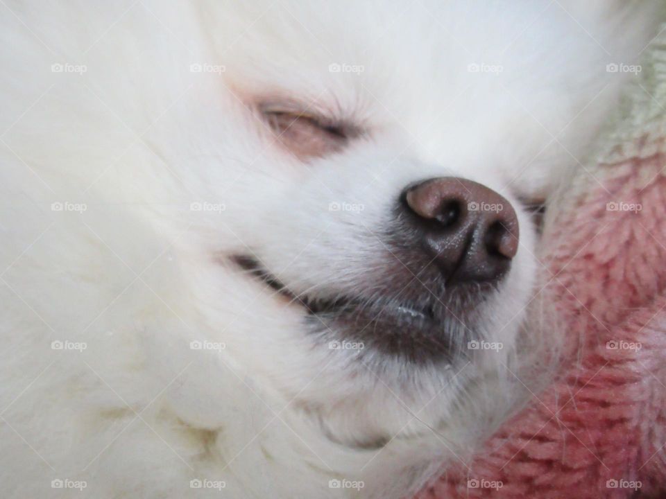 my favorite dog, a white german spitz is resting