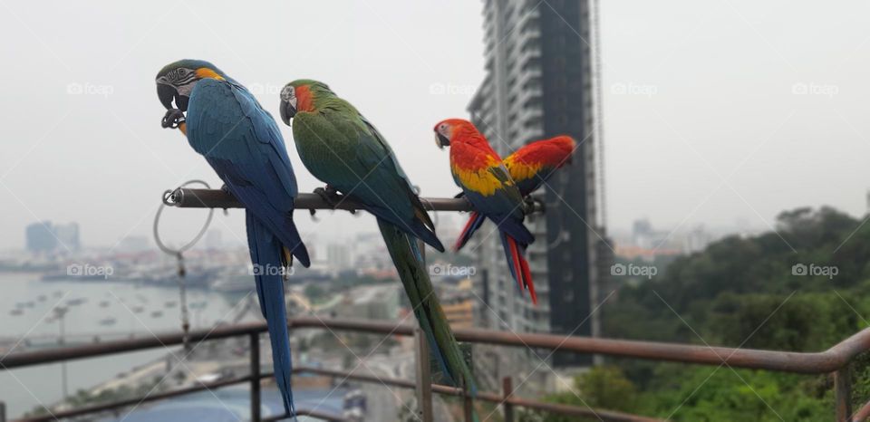 Colorful of Macaws