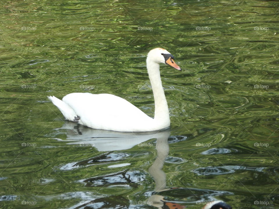 A Peaceful Swim