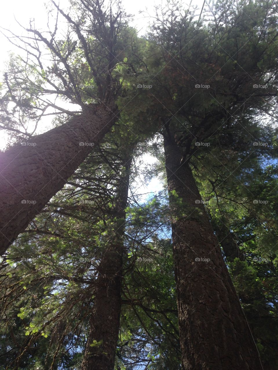 Giant pine trees ascending into the sky. Get lost in a great walk through the forest! 