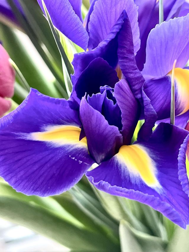 Iris 