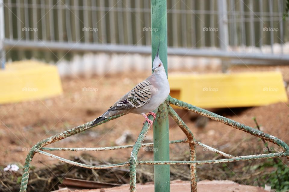 Crested pigeon perched on base of bird feeder 