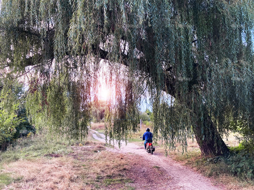 Cyclist riding a bike under the huge tree 