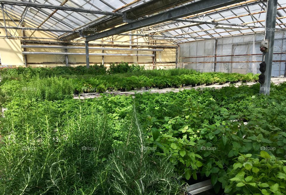 Greenhouse, fresh herbs