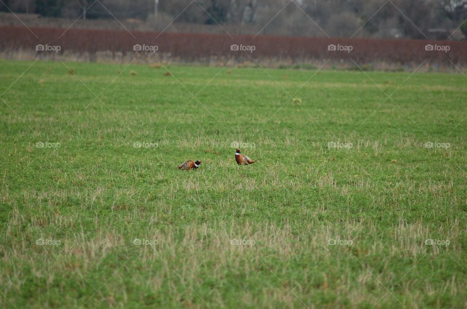 Pheasant in alfalfa. pheasants foraging in our alfalfa field. 