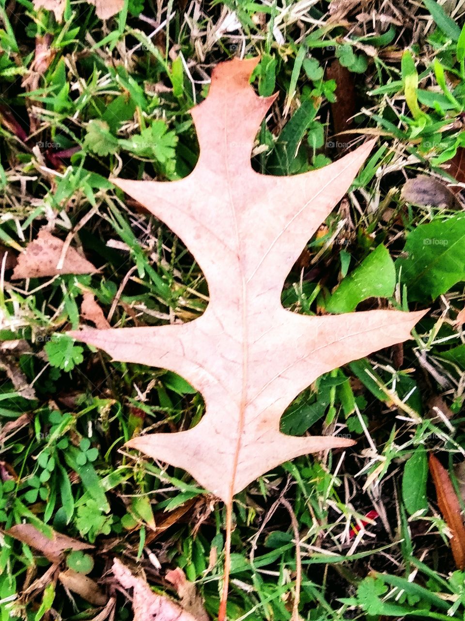 oak leaf