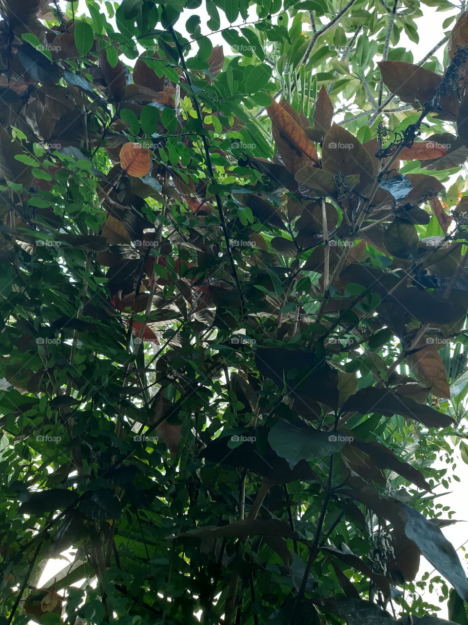 A green natural bushes captured from the bottom view with a phone.