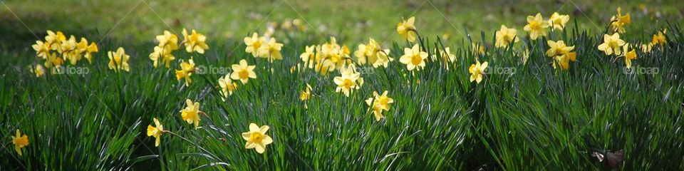 Row of daffodils 