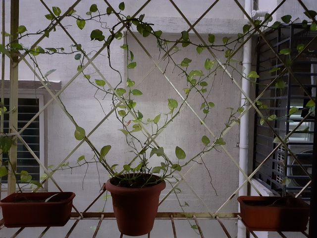 A potted plant with green leaves on a balcony with diamond shaped grille