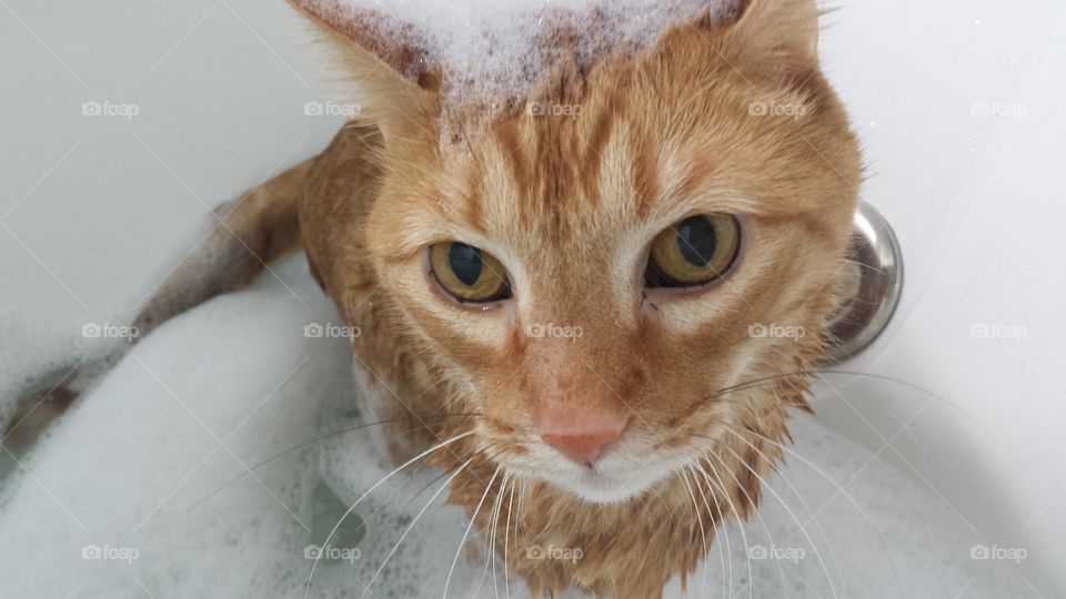 a cat who loves warm water