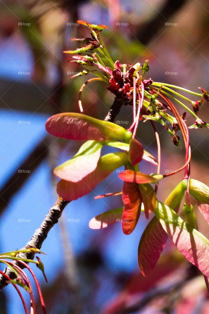 tree blooming in the spring