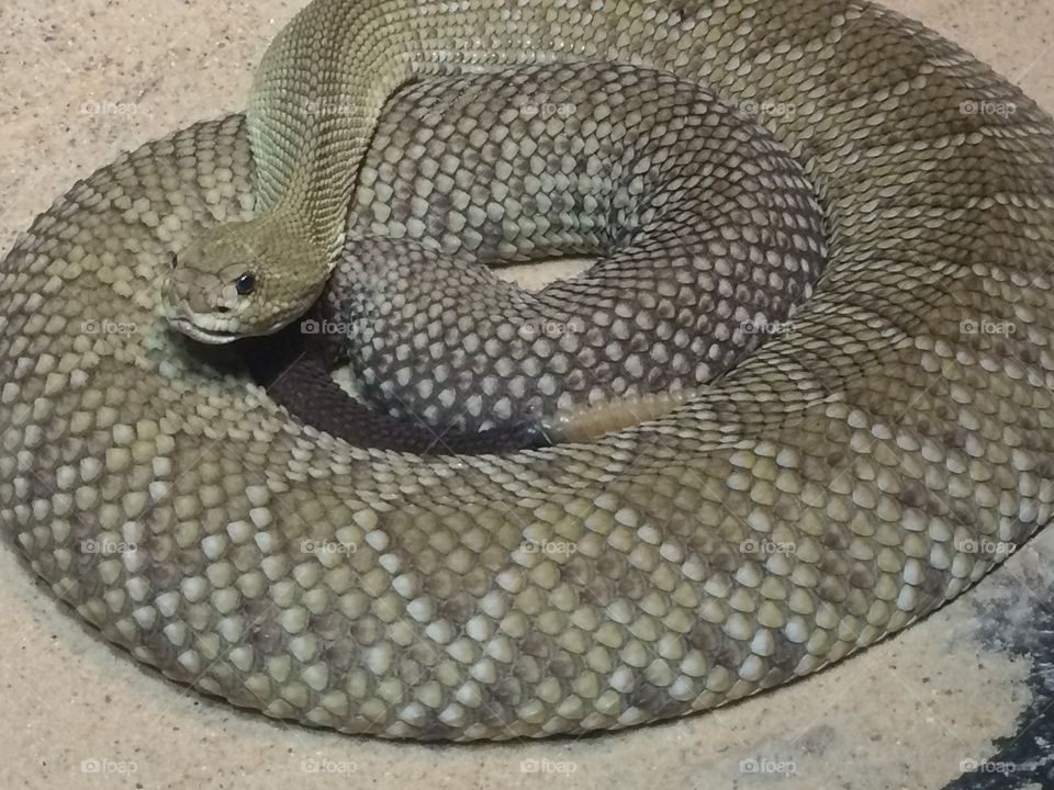 Rattlesnake 