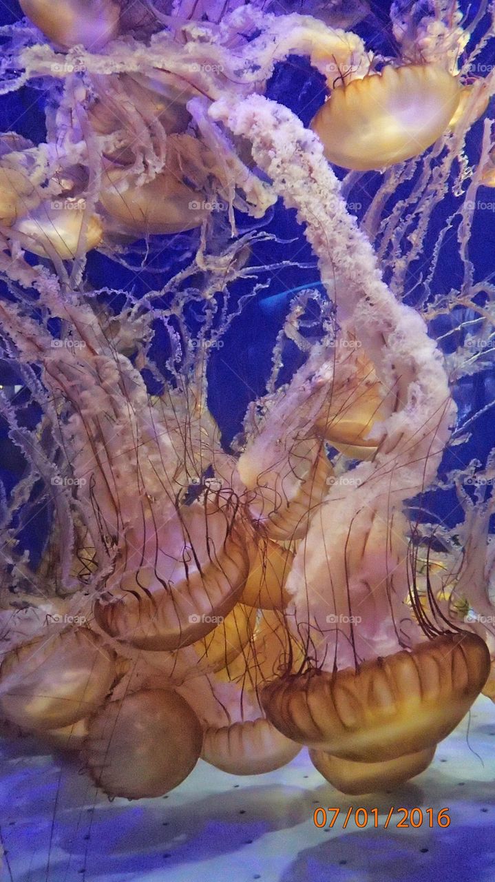 Very large jellyfish at the Aquarium of the Pacific in Long Beach, California.