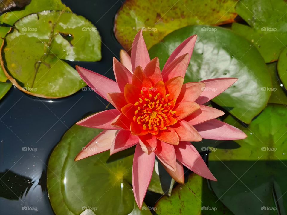 Another beautiful aquatic flower, with a soft pink