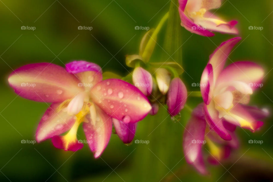 Beautiful Magenta Orchids with Rain Drops