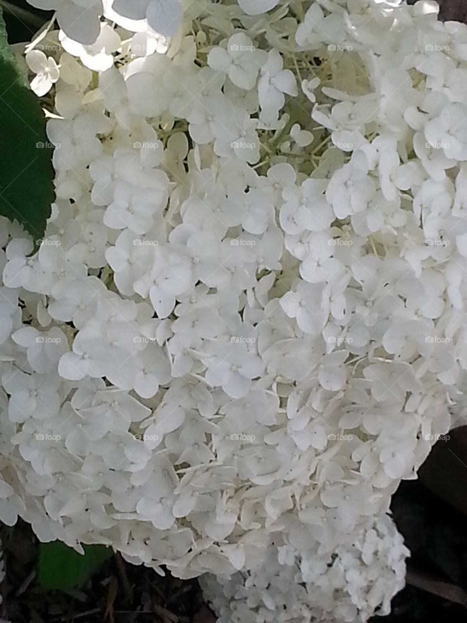 White Blossom/Flower