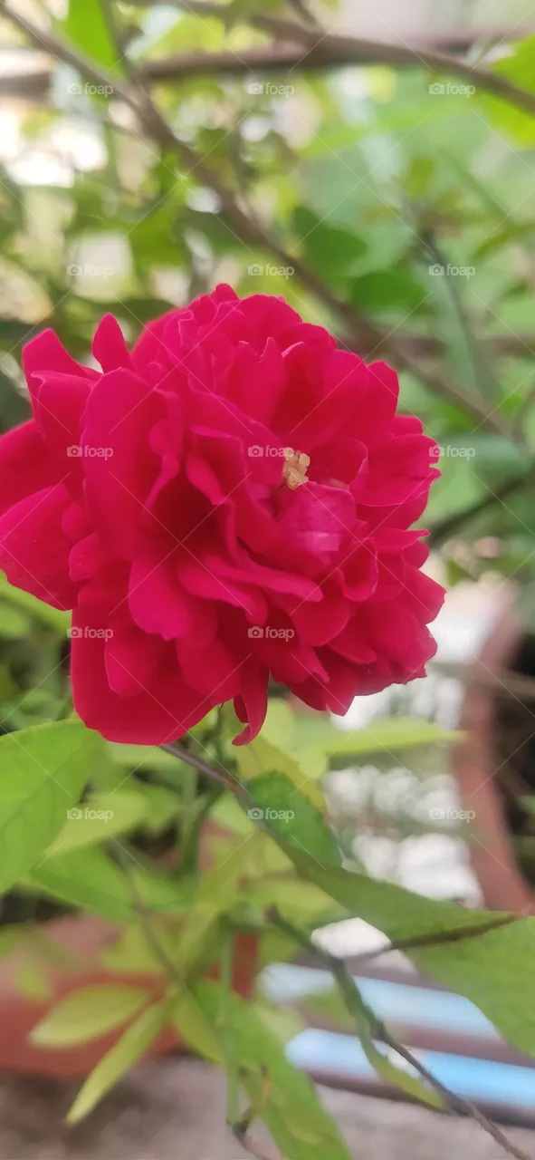 Red Rose