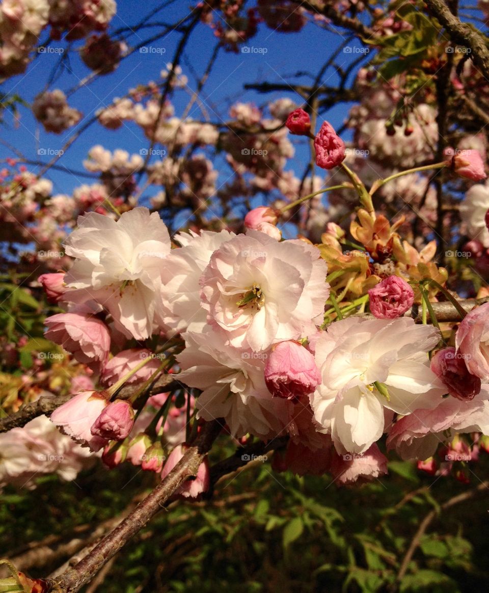 cherry tree in bloom. exciting flowering of a Japanese cherry