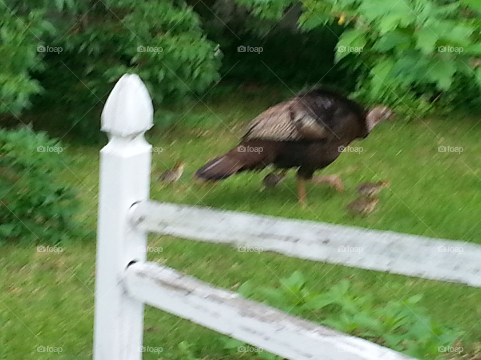 hen with young. in my front yard Turkey hen with 8 young