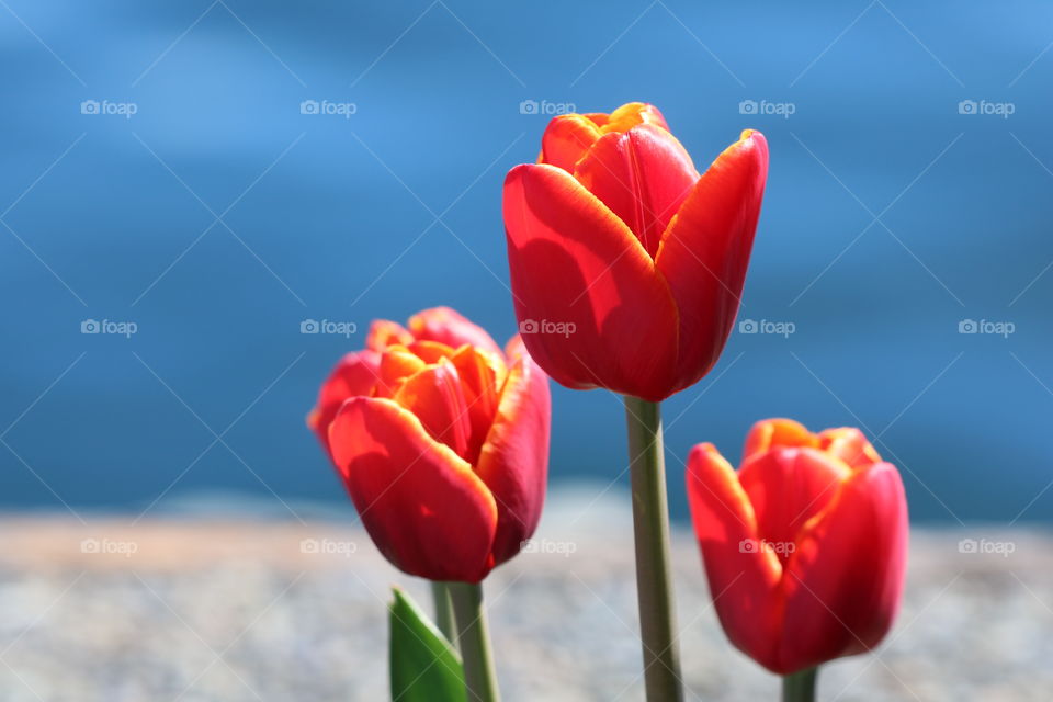 Red tulips against blue ocean , closeup 