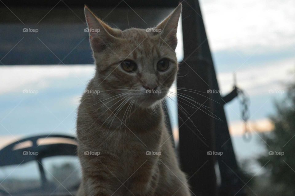 Close-up portrait of a cat