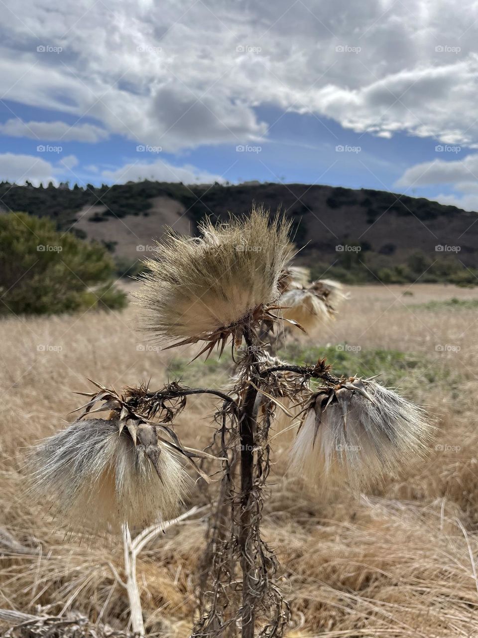 Dead thistle fall autumn color 