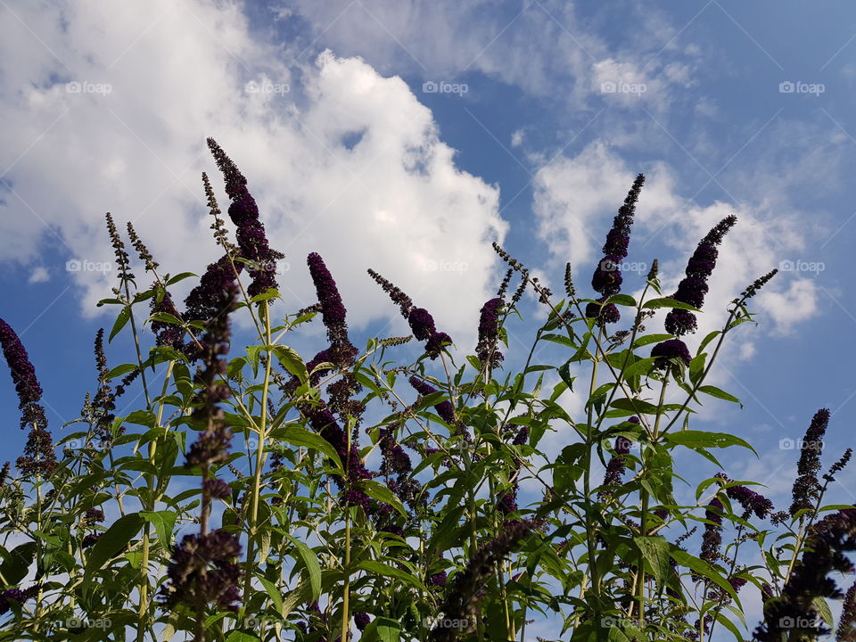 Flower and clouds