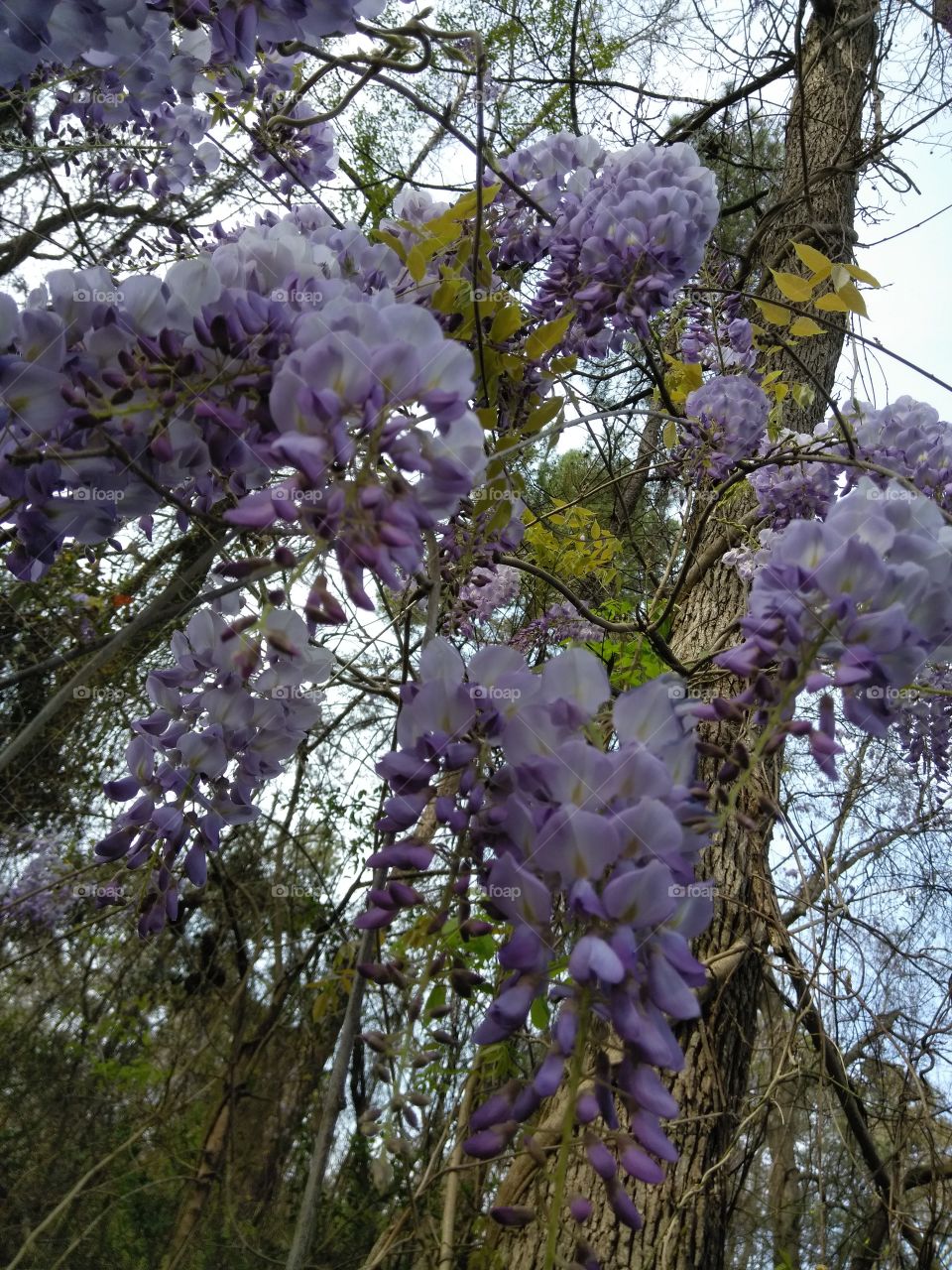 Roadside wild wisteria spring cluster.