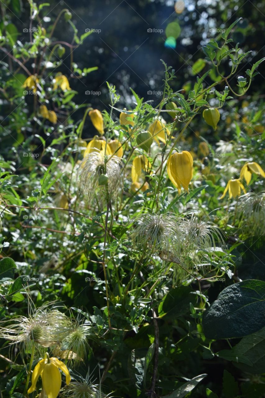 Flowers France 