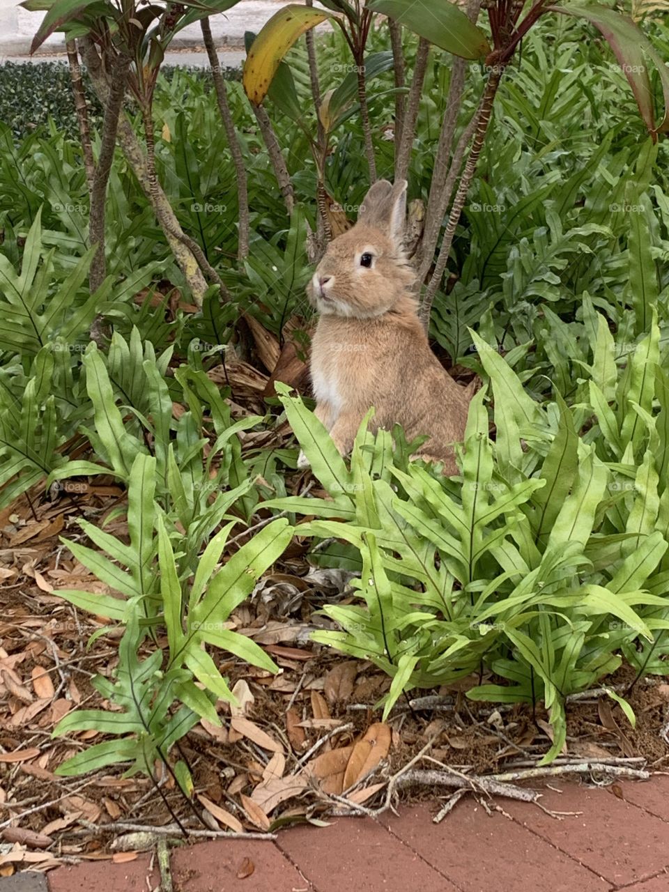 Bunny in nature. So cute!