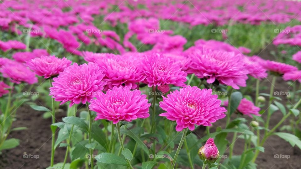 Pink flowers