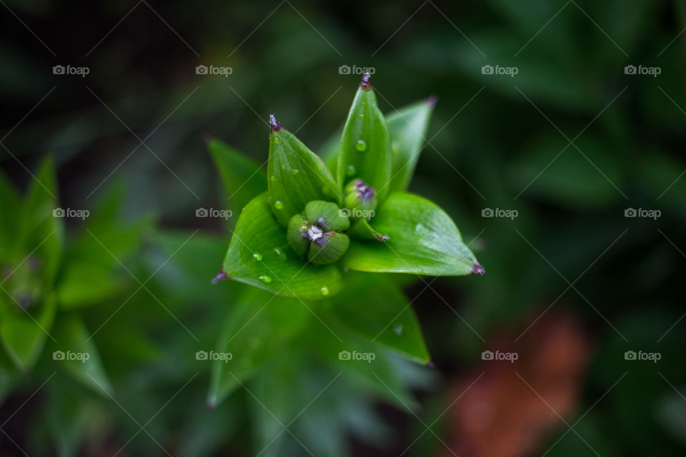 green plant and water drops