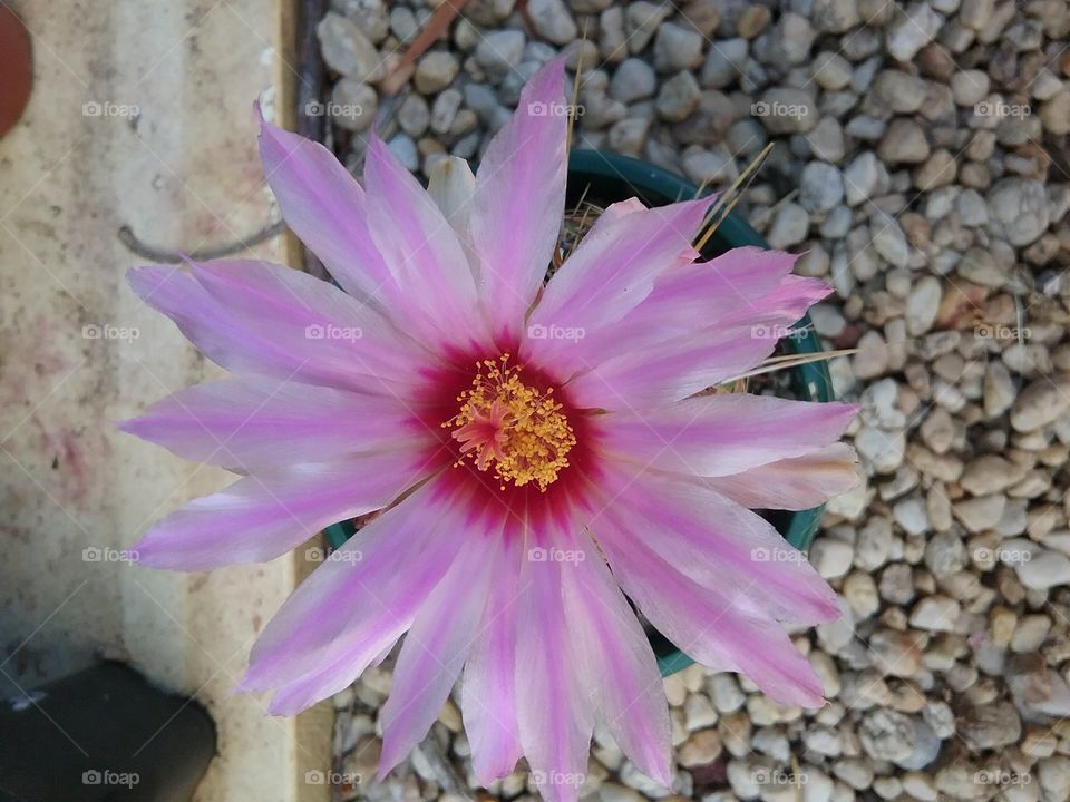 beautiful Thelocactus bicolor var. tricolor.