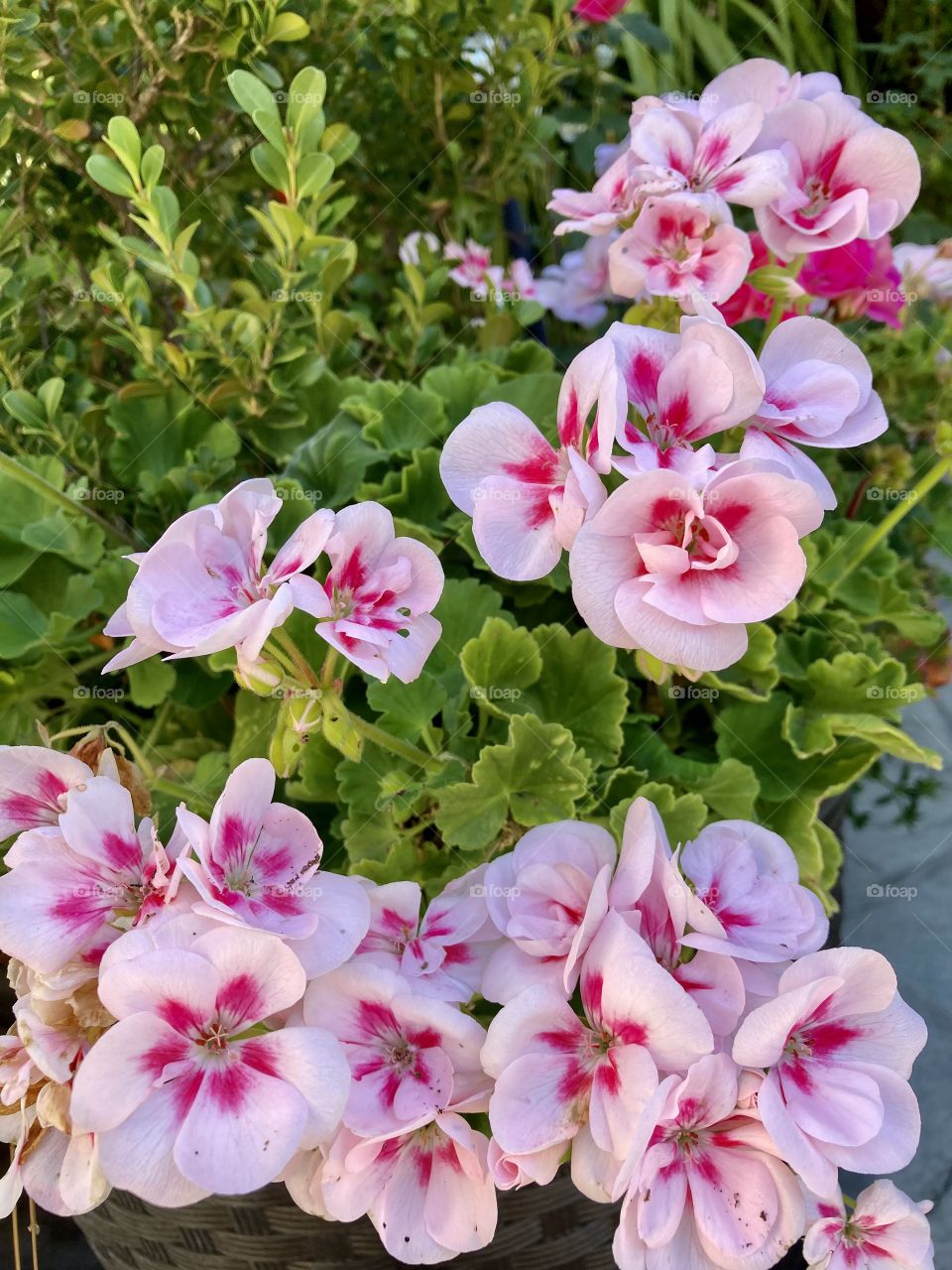 Bright pink and white geraniums 
