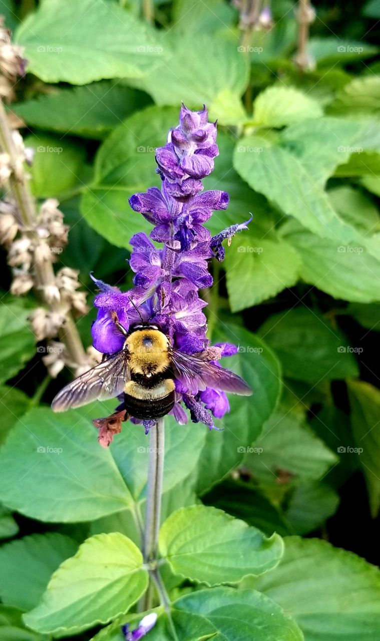 Bee and Lavender flower close up